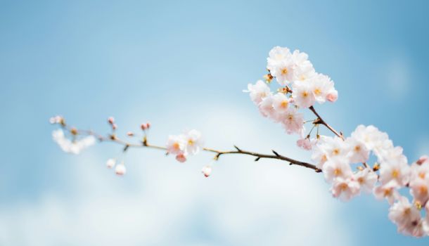 Fr&uuml;hling Teaser